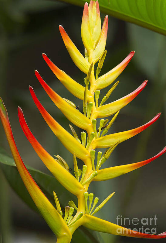 Heliconia Art Print featuring the photograph Heliconia Gloriosa by Heiko Koehrer-Wagner