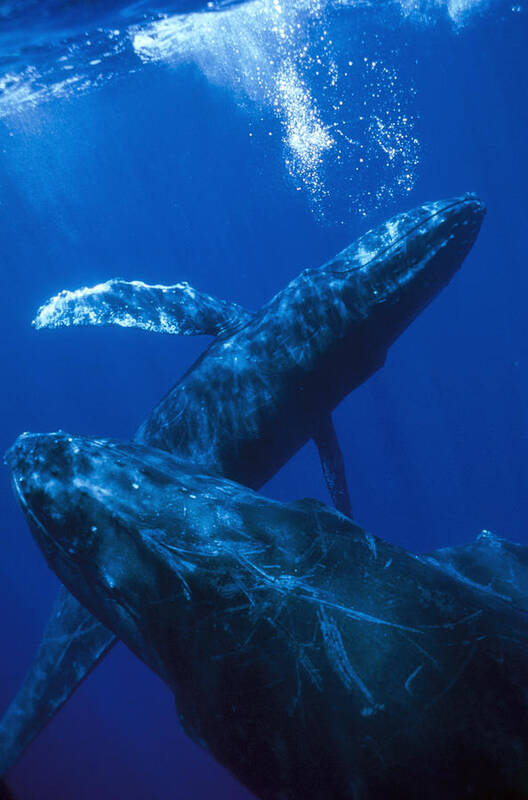 00124046 Art Print featuring the photograph Humpback Whale Singer Blowing Bubbles by Flip Nicklin