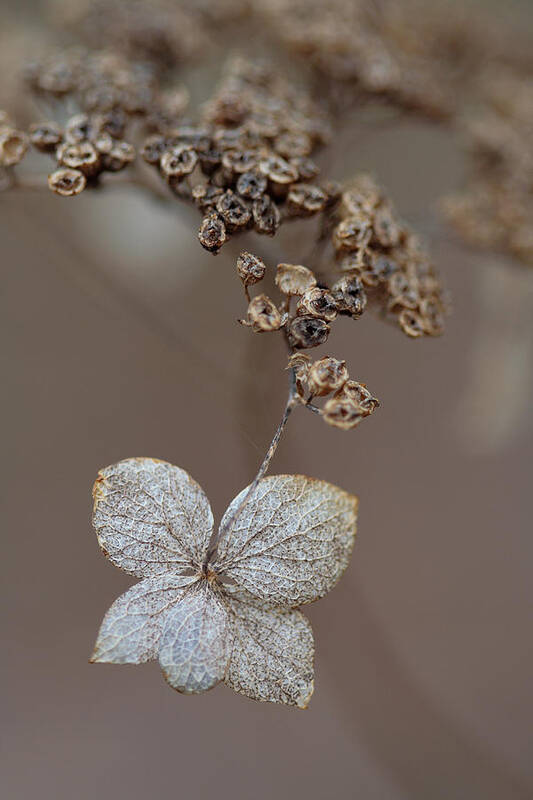 Plant Art Print featuring the photograph Hydrangea arborescens Dry Flower Head In Winter by Daniel Reed