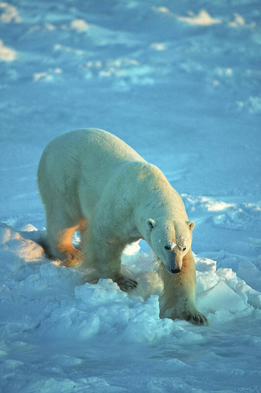 Polar Art Print featuring the photograph Ice Bear by D Robert Franz