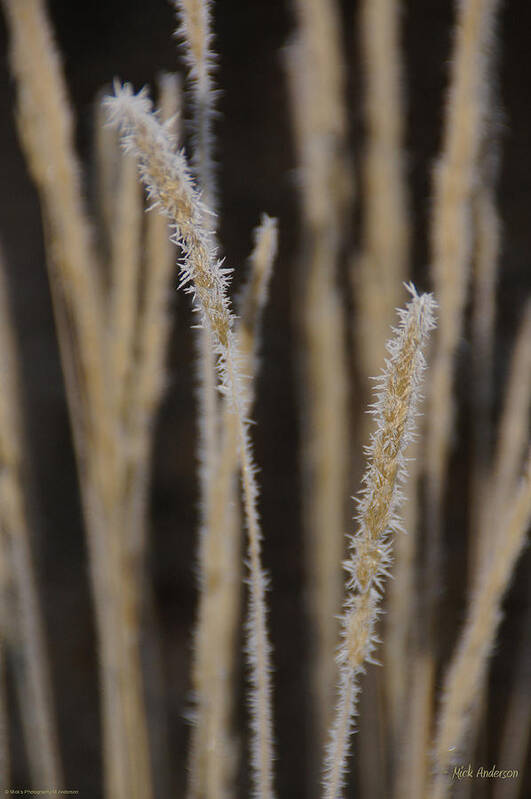 Ice Art Print featuring the photograph Ice Crystals on Tall Grass by Mick Anderson