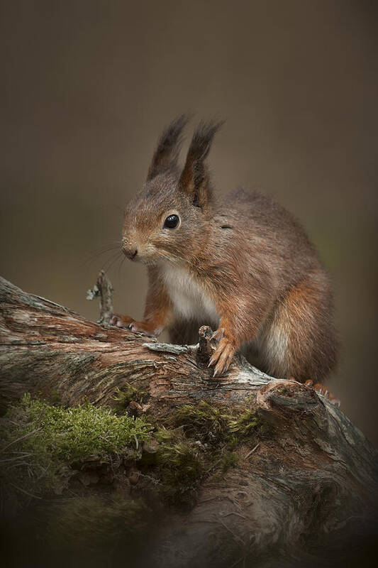 Formby Art Print featuring the photograph I'm cute.....so Feed Me by Andy Astbury
