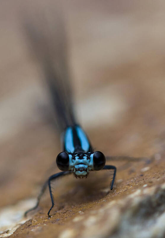 Damselfly Art Print featuring the photograph Inquisitive by Rob Hemphill