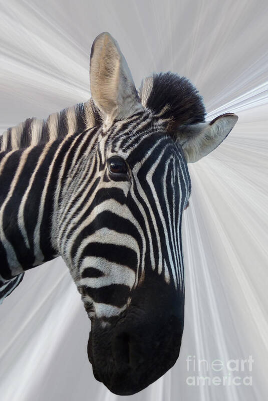 Zebra Art Print featuring the photograph Inquisitive by Sheila Laurens