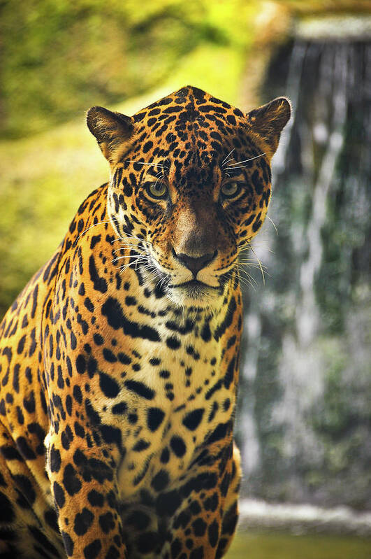 Jaguar Photographs Art Print featuring the photograph Jaguar by Harry Spitz