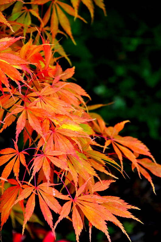 Maple Art Print featuring the photograph Japanese Maple 8 by Tatyana Searcy