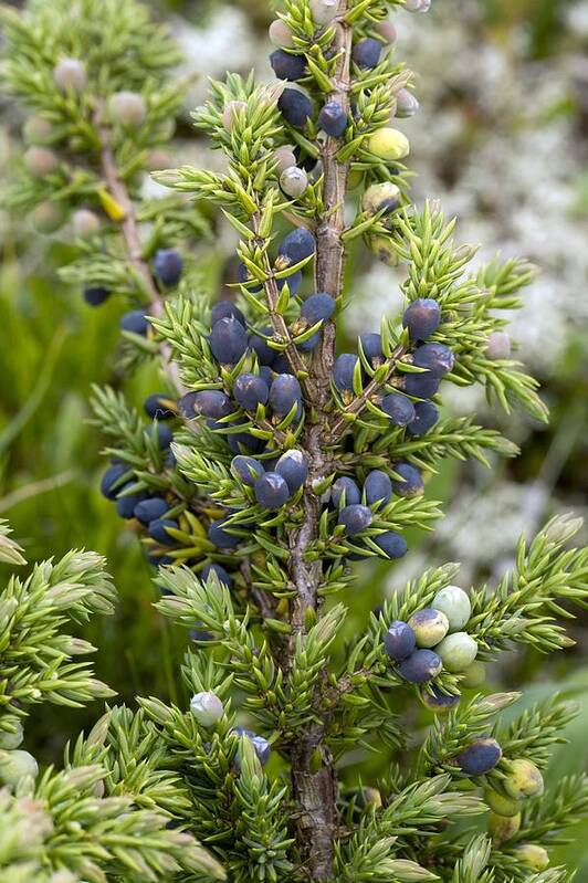 Juniperus Communis Art Print featuring the photograph Juniper Berries (juniperus Communis) by Bob Gibbons