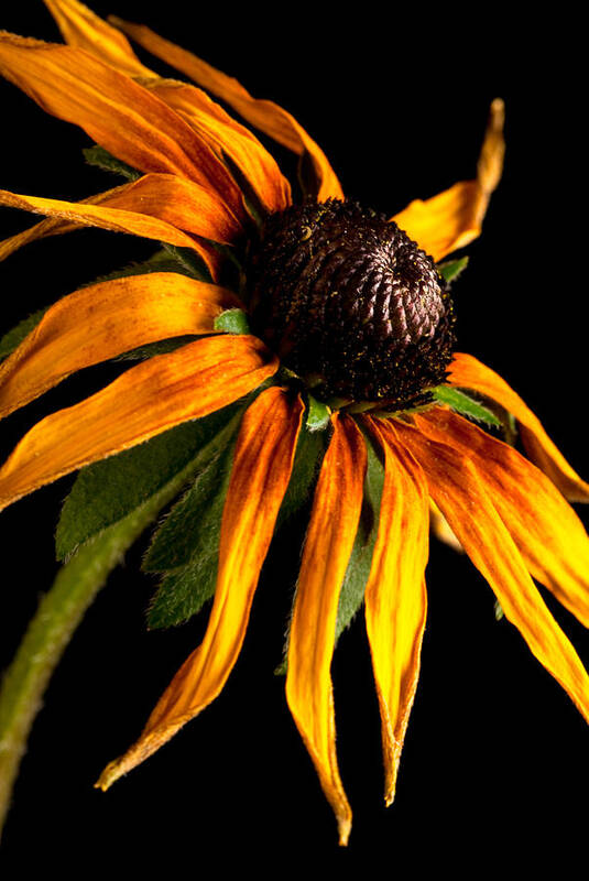 Black-eyed Susan Art Print featuring the photograph Last Day of a Black-eyed Susan by Onyonet Photo Studios