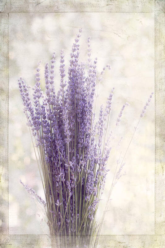 Summer Art Print featuring the digital art Lavender Bunch by Margaret Hormann Bfa