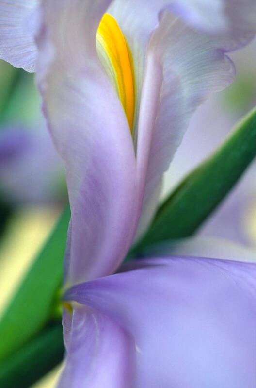 Flowers Art Print featuring the photograph Lavender Iris by Kathy Yates