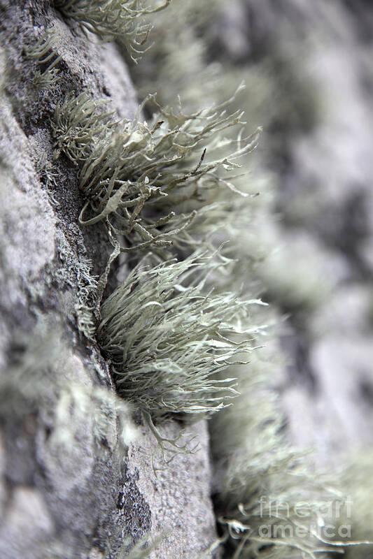 Biological Art Print featuring the photograph Lichen Niebla Podetiaforma by Ted Kinsman