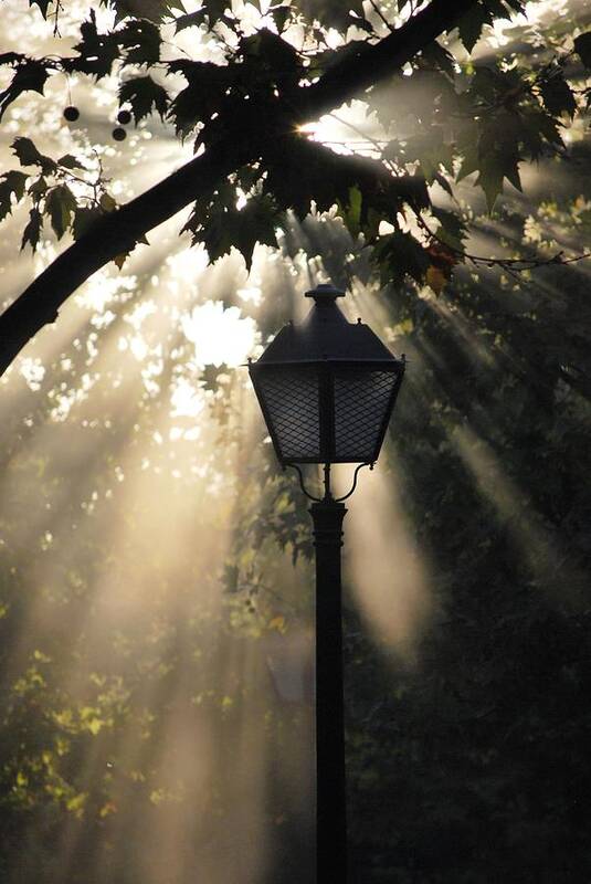 Sunlight Through The Trees Art Print featuring the photograph Light by Amee Cave
