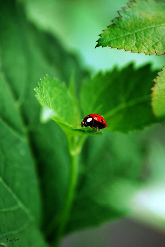 Ladybug Art Print featuring the photograph Little Red Lady by Lori Tambakis