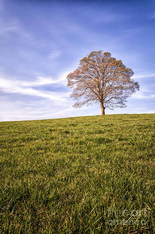 0 - 10bl 1000x Art Print featuring the photograph Lone Tree on the hill colour by John Farnan