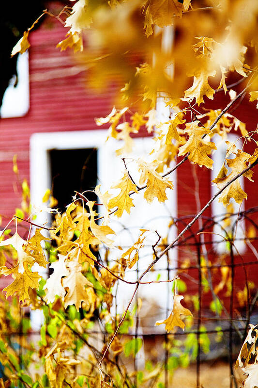 Barn Art Print featuring the photograph Long hot summer by Toni Hopper