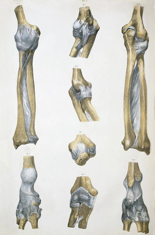 Lower Arm Bones And Ligaments Art Print By Sheila Terry Pixels