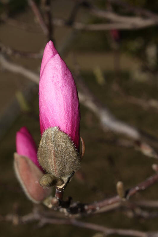 Nature Art Print featuring the photograph Magnolia Blossom by Robert Morin