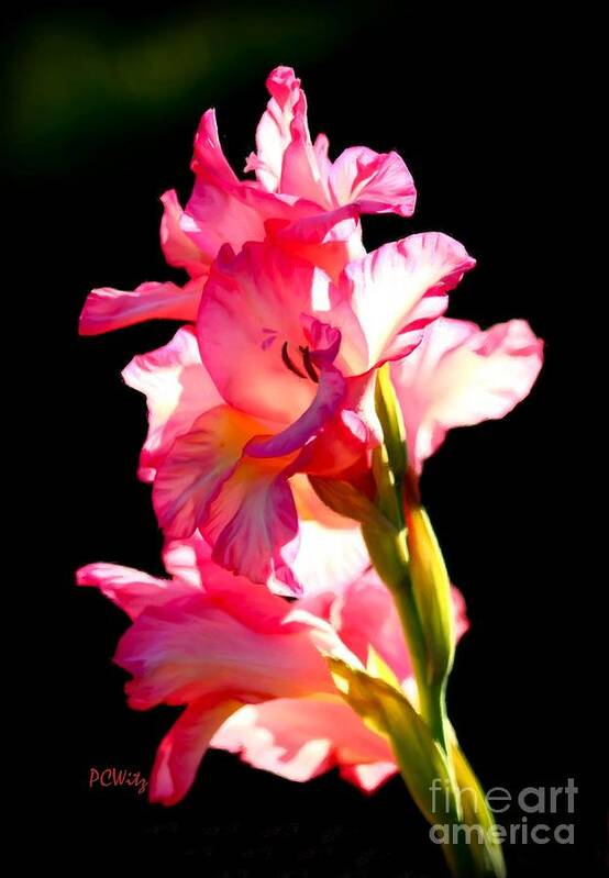 Galadiolus Art Print featuring the photograph Majestic Gladiolus by Patrick Witz