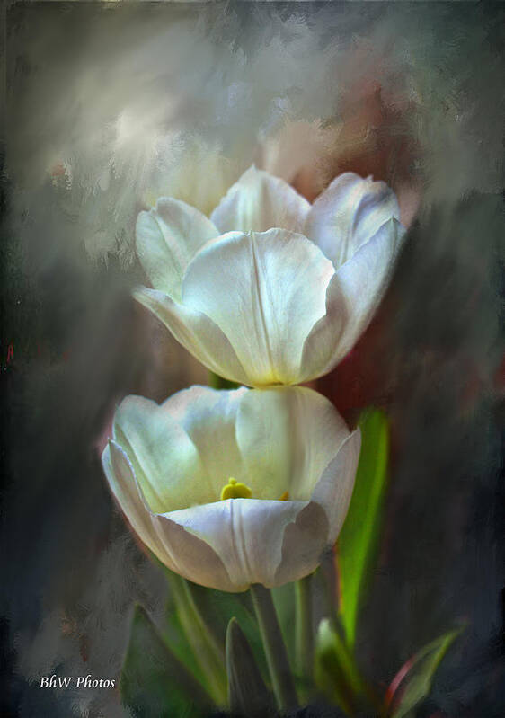 Tulip Art Print featuring the photograph Majestic tulips by Bonnie Willis