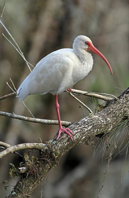 Ibis Art Print featuring the photograph Mature White Ibis by Juergen Roth