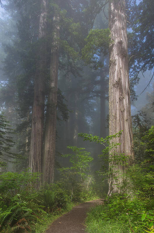 Redwood National Park Art Print featuring the photograph Mists Rising from Lady Bird Johnson Grove by Greg Nyquist