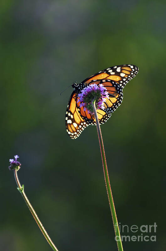 Butterfly Art Print featuring the photograph Monarch butterfly 4 by Elena Elisseeva