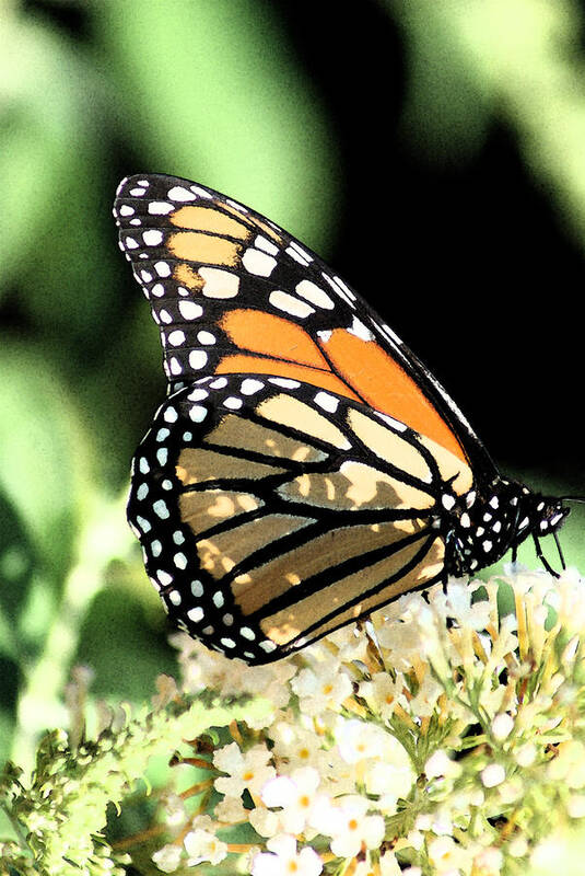 Butterfly Art Print featuring the photograph Monarch Colors by Margie Avellino