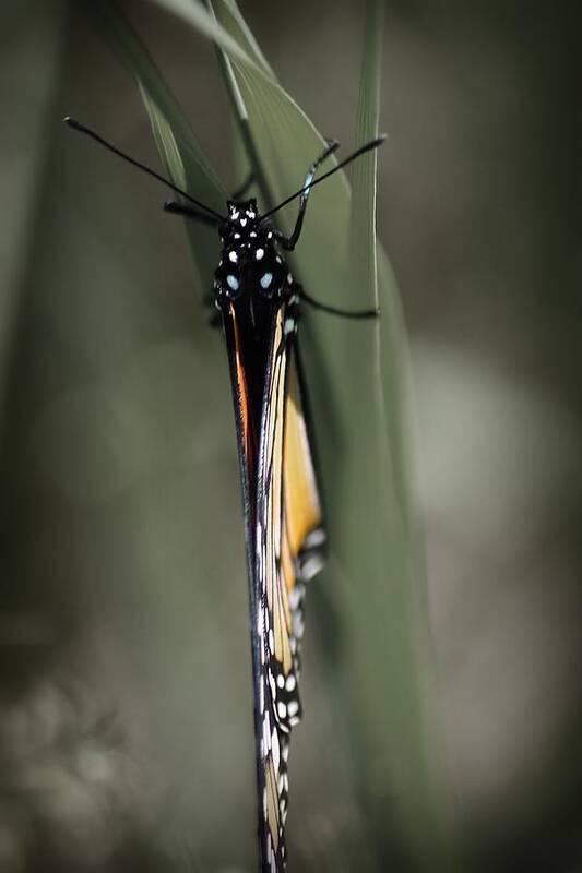 Hovind Art Print featuring the photograph Monarch on a Blade of Grass by Scott Hovind