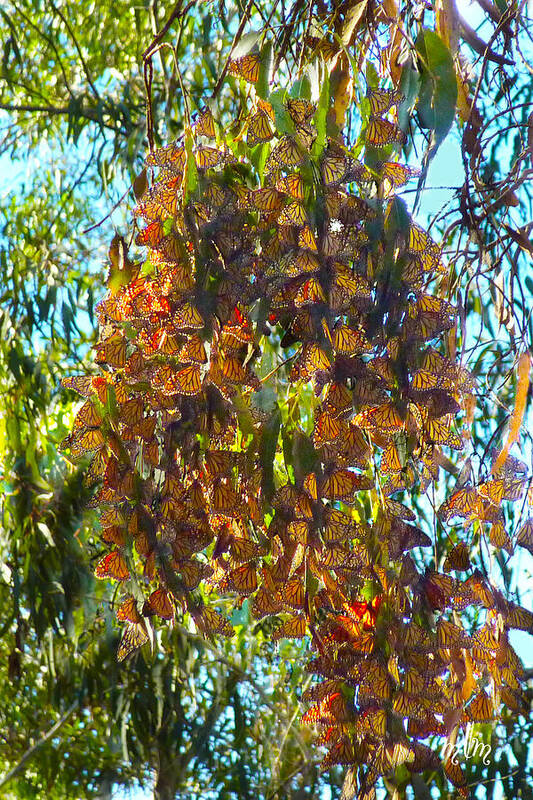 Butterfly Art Print featuring the photograph Monarchs At Rest by Marie Morrisroe