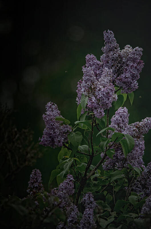 Lilacs Art Print featuring the photograph Mood Lilac by Sue Capuano