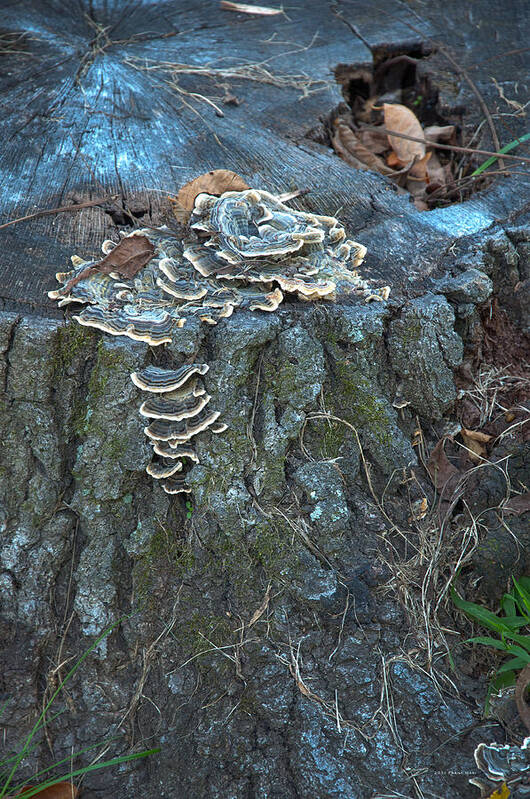 Mushrooms Art Print featuring the photograph Mushrooms on a Tree Stump 2 by Frank Mari