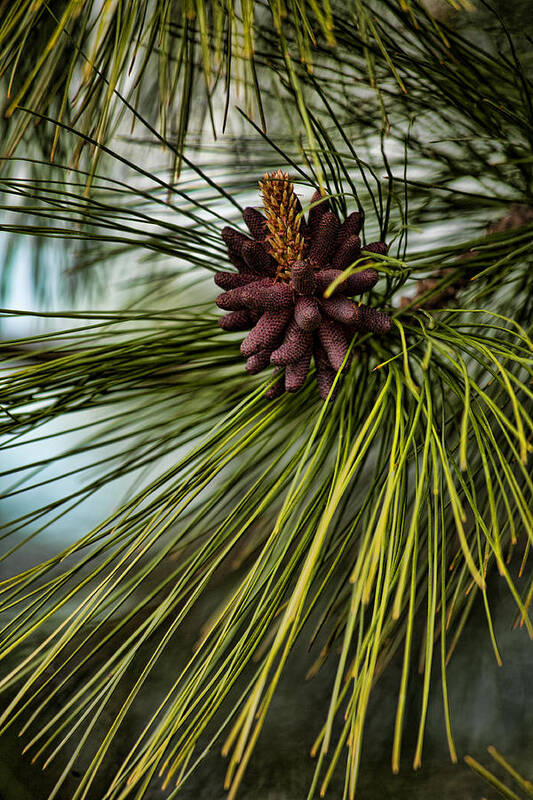 Long-needled Pine Art Print featuring the photograph Nature's Allure by Bonnie Bruno
