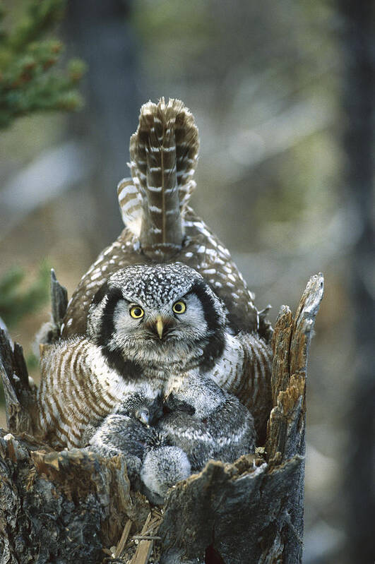 Mp Art Print featuring the photograph Northern Hawk Owl Surnia Ulula At Nest by Michael Quinton