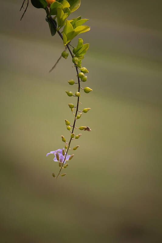 Offering Art Print featuring the photograph Offering by SAURAVphoto Online Store