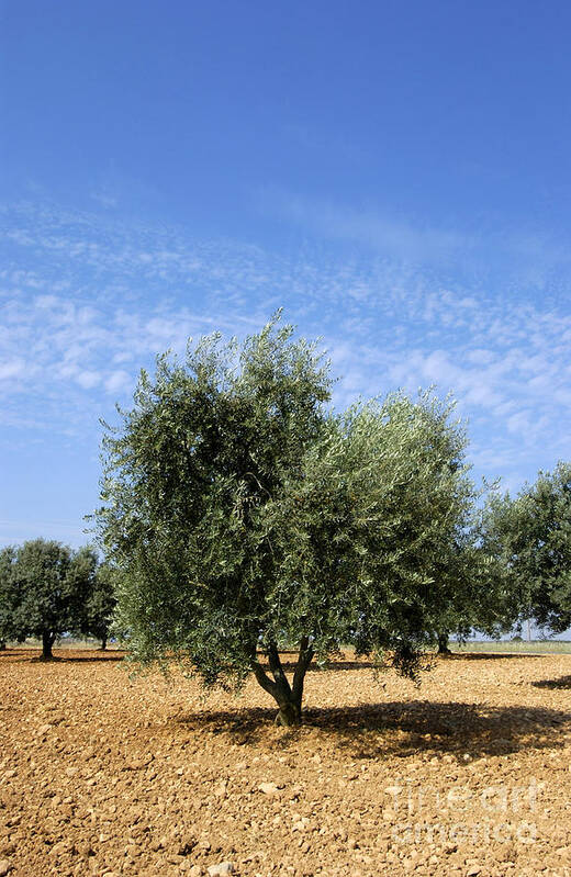 Agrarian Art Print featuring the photograph Olive tree in Provence by Bernard Jaubert