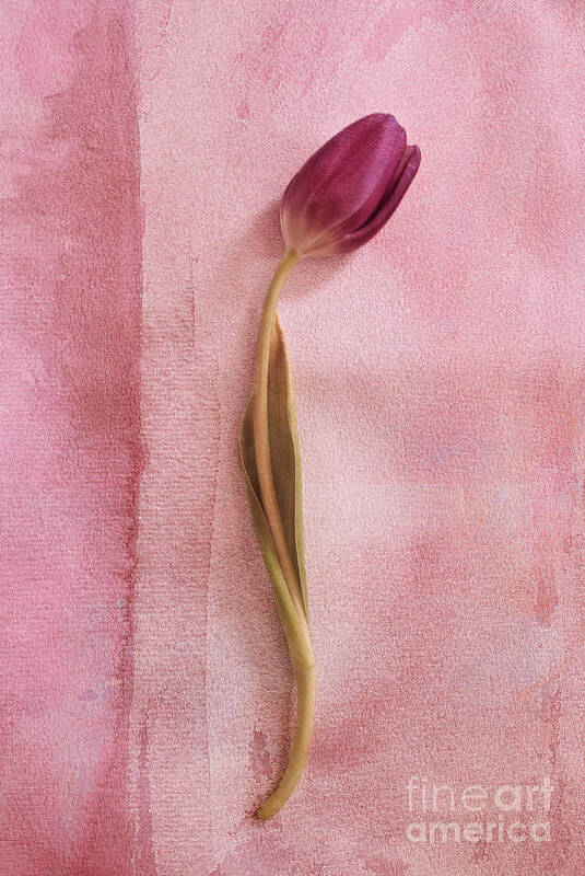 Tulip Art Print featuring the photograph ONE - s02cr2t02b by Variance Collections