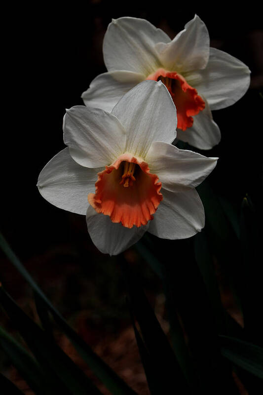 Nature Art Print featuring the photograph Orange And White Daffodils - 5 by Robert Morin