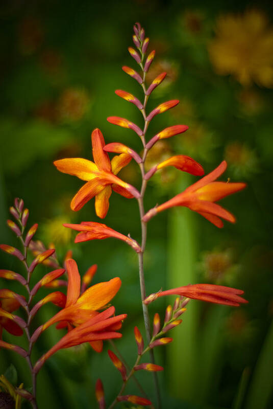 Flowers Art Print featuring the photograph Orange Flowers by Craig Leaper