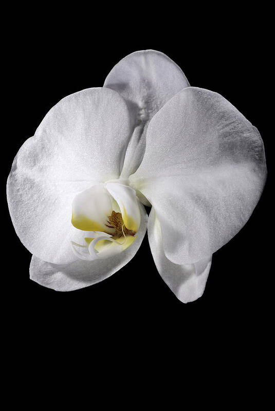 Flower Art Print featuring the photograph Orchid by Nathaniel Kolby