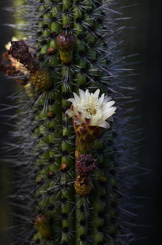 Organ Pipe Cactus Art Print featuring the photograph Organ Pipe Cactus by Saija Lehtonen