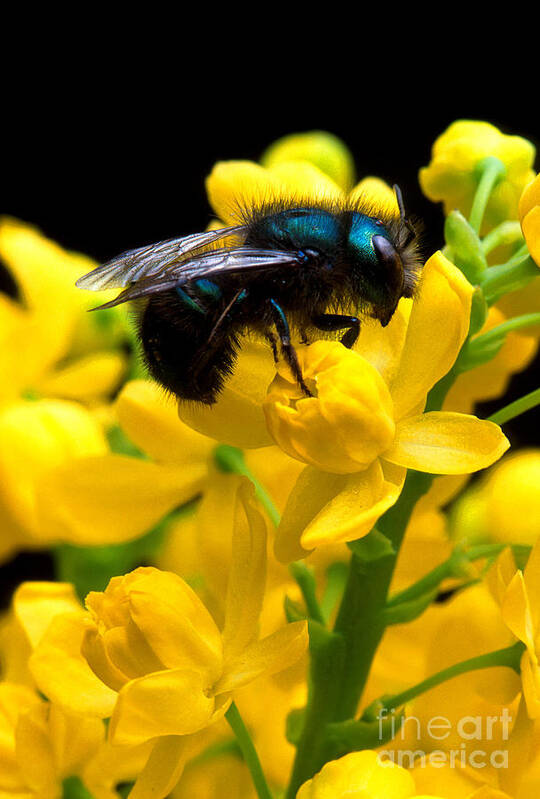 Osmia Ribifloris Bee Art Print featuring the photograph Osmia Ribifloris Bee by Science Source