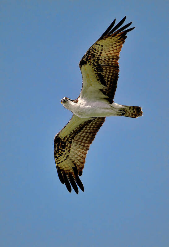Osprey Art Print featuring the photograph Osprey above by Bill Dodsworth