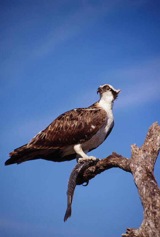 Osprey Art Print featuring the photograph Osprey with fish by Bradford Martin