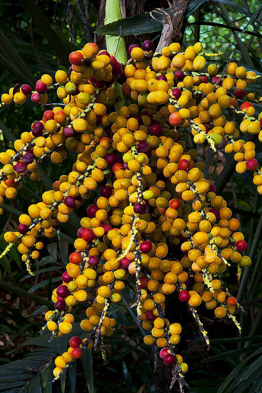 Palm Seed Art Print featuring the photograph Palm Seeds Baroque by Steven Sparks