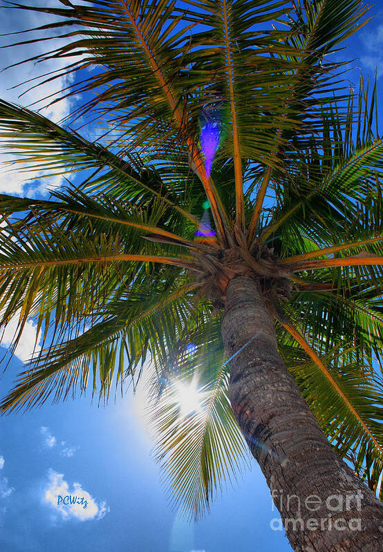 Palm Art Print featuring the photograph Palms Up by Patrick Witz