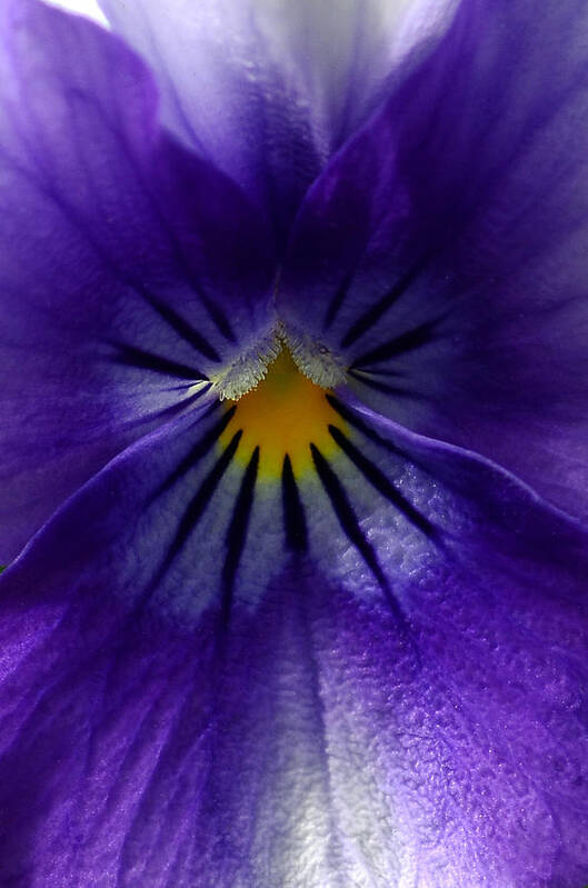 Pansies Art Print featuring the photograph Pansy Abstract by Lisa Phillips