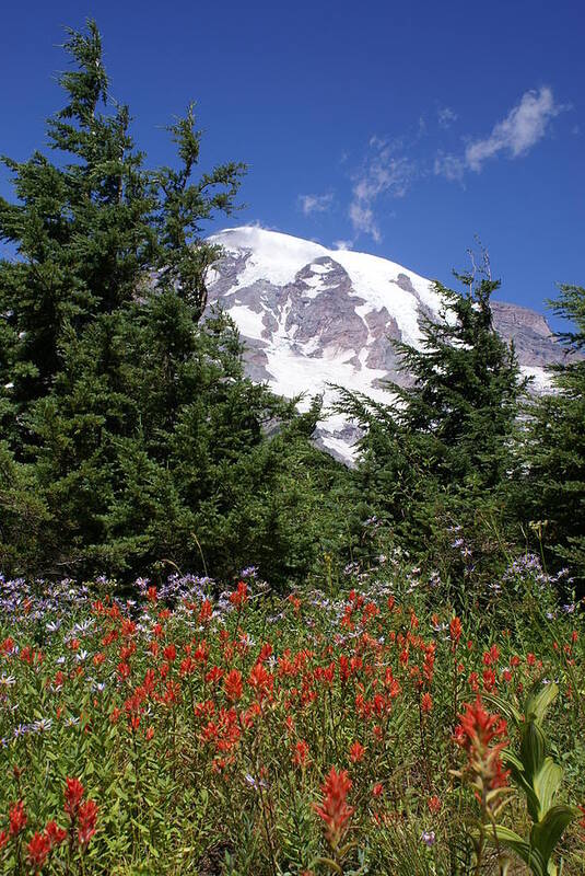 Mount Rainier Art Print featuring the photograph Paradise by Jerry Cahill