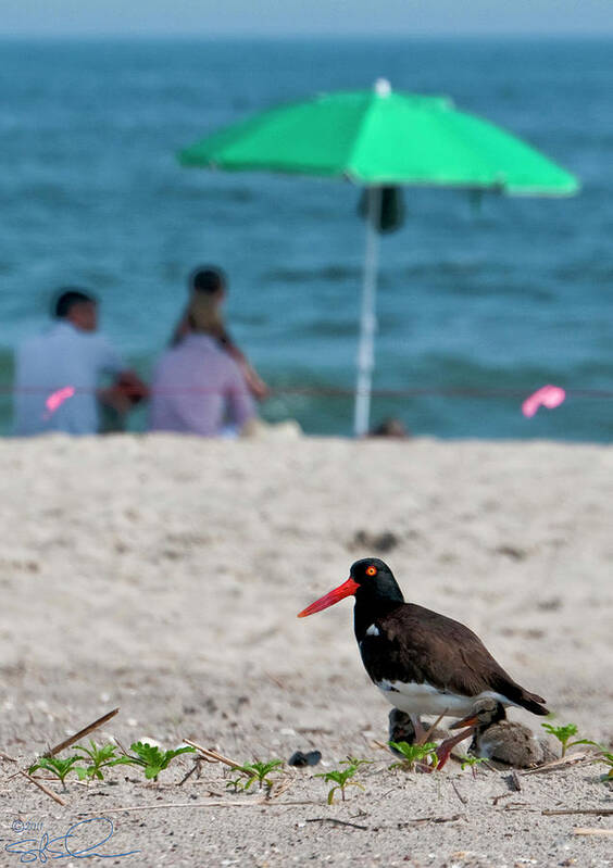 Oyster Catcher Art Print featuring the photograph Parenting on a Beach by S Paul Sahm