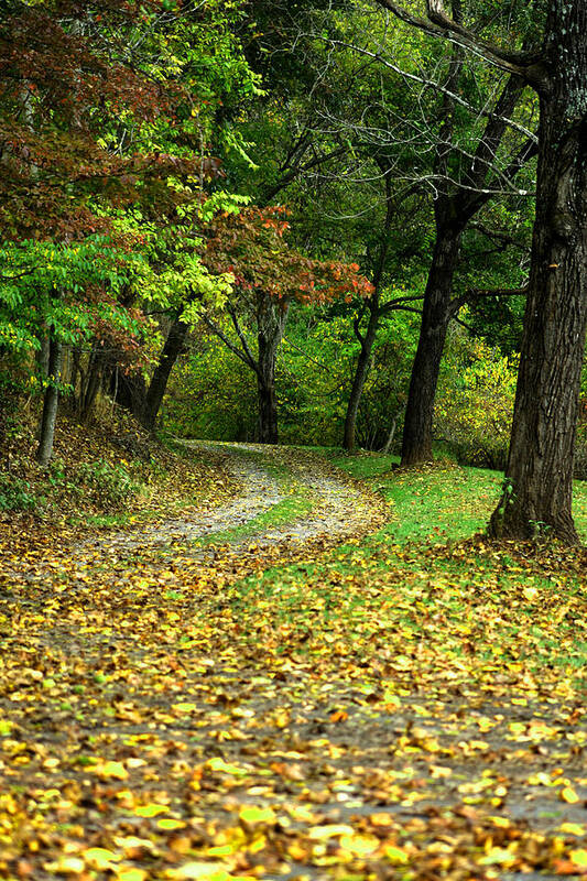 Autumn Art Print featuring the photograph Path in the forest in autumn by Emanuel Tanjala