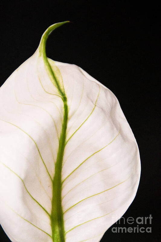Photograph Art Print featuring the photograph Peace Lily Veins by Bob and Nancy Kendrick